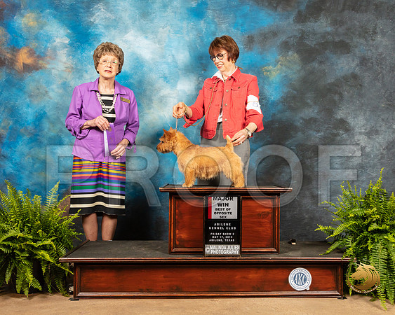 Norwich Terrier #6 Fri2 BOS Maj Judge Patricia Trotter_SSR_7690_Ablne2019-HR
