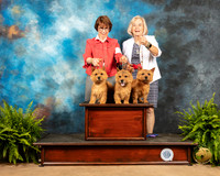 Norwich Terrier #7 Family