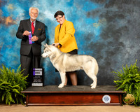 Siberian Husky #17 Fri2 WD Judge Houston Clark