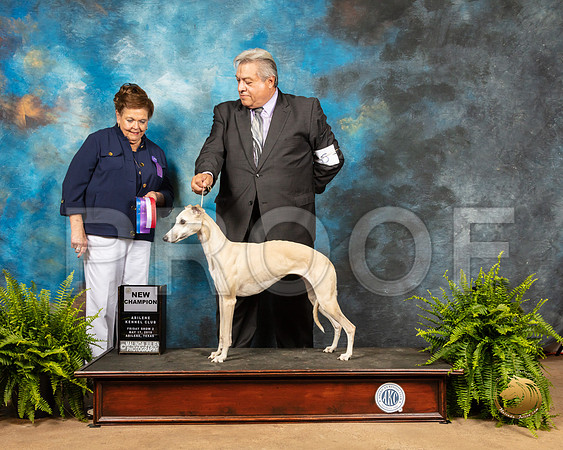 Whippet #6 Fri1 BOS Judge Catherine Bell_SSR_7721_Ablne2019-HR