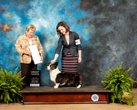 Cardigan Welsh Corgi #6 Fri G4 Judge Gloria Kerr
