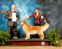 Golden Retriever #24 Fri G3 Judge Fred Hyer