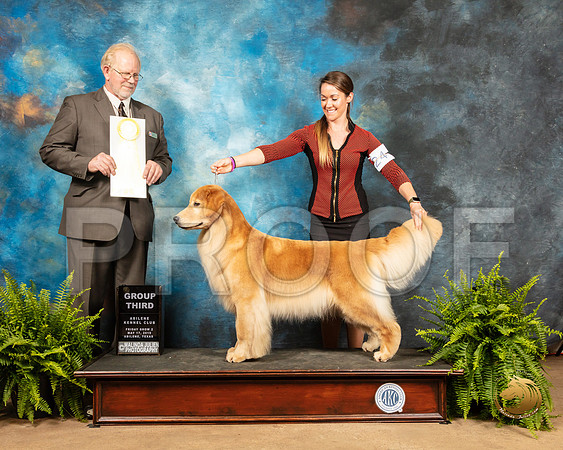 Golden Retriever #24 Fri G3 Judge Fred Hyer_SSR_7785_Ablne2019-HR