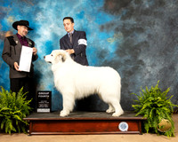 Great Pyrenees #5 Fr1 G4 Judge Lee Herr