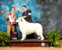 Great Pyrenees #5 Fri G2 Judge Patricia Hastings