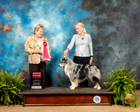 Miniature American Shepherd #7 G2 Judge Gloria Kerr