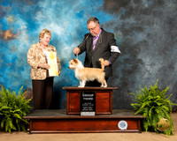 Portuguese Podengo Pequeno #5 Fri G3 Judge Gloria Kerr