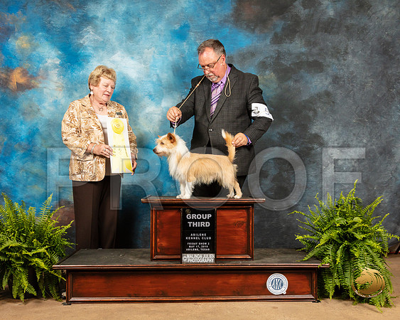 Portuguese Podengo Pequeno #5 Fri G3 Judge Gloria Kerr_SSR_7764_Ablne2019-HR