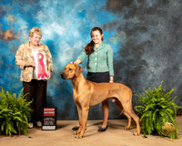 Rhodesian Ridgeback #5 Fri G2 Judge Gloria Kerr