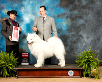 Samoyed #5 Fri1 G2 Judge Lee Herr