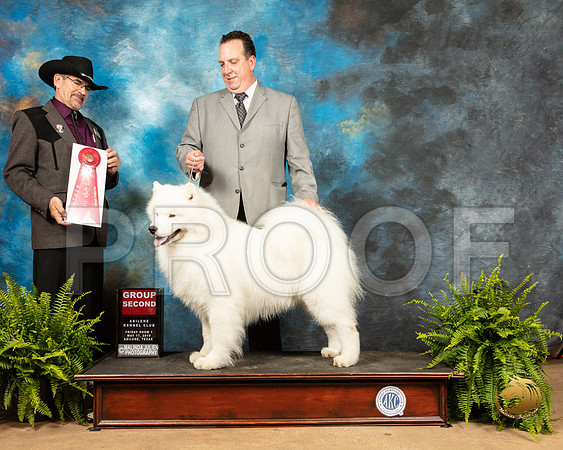 Samoyed #5 Fri1 G2 Judge Lee Herr_SSR_7746_Ablne2019-HR