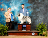 Shetland Sheepdog #9 Fri G1 Judge Gloria Kerr