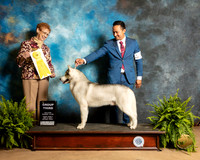 Siberian Husky #15 Fri G3 Judge Patricia Hastings