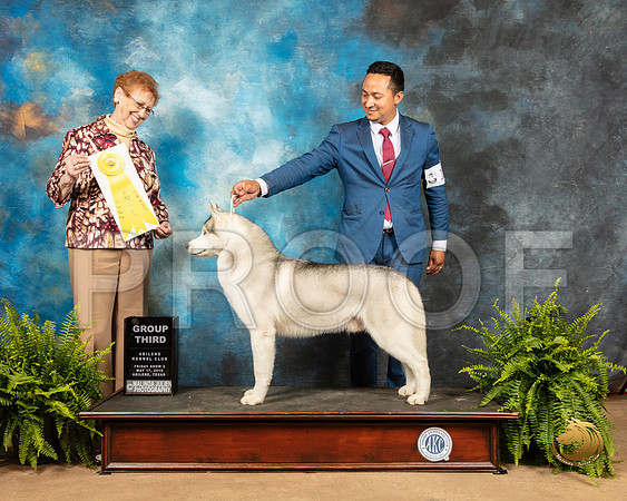 Siberian Husky #15 Fri G3 Judge Patricia Hastings_SSR_7812_Ablne2019-HR