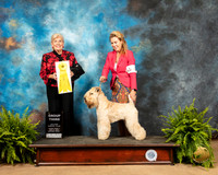 Soft Coated Wheaten Terrier #6 Fri G3 Judge Gloria Kerr