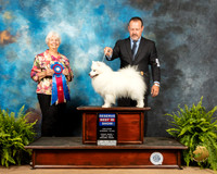 American Eskimo #5 Fri RBIS Judge Gloria Kerr