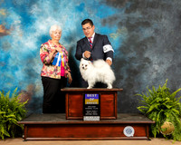 American Eskimo #6 Fri BOB Judge Gloria Kerr