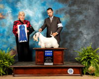 Sealyham Terrier #6 Fri G1 Judge Toddie Clark