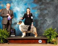 Australian Shepherd #10 BOS BOW Judge Fred Hyer