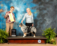 Miniature American Shepherd #7 Fri G3 Judge Patricia Hastings