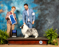 Shetland Sheepdog #9 Fri G1 Judge Patricia Hastings