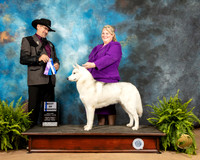 Siberian Husky #8 Fri BOW Judge Lee Herr