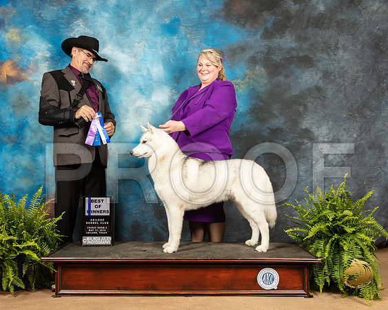 Siberian Husky #8 Fri BOW Judge Lee Herr_SSR_7861_Ablne2019-HR