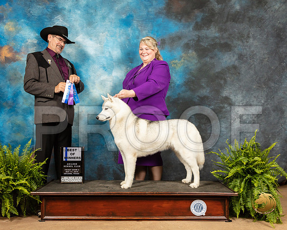 Siberian Husky #8 Fri BOW Judge Lee Herr_SSR_7864_Ablne2019-HR