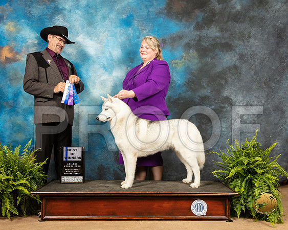 Siberian Husky #8 Fri BOW Judge Lee Herr_SSR_7865_Ablne2019-HR