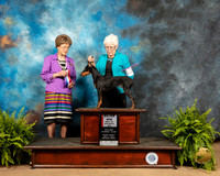 Manchester Terrier #12 Fri BOS Maj Judge Patricia Trotter