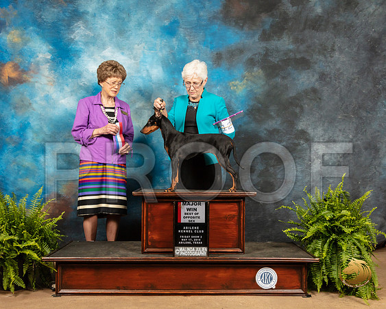 Manchester Terrier #12 Fri BOS Maj Judge Patricia Trotter_SSR_7888_Ablne2019-HR