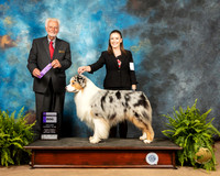 Australian Shepherd #23 Fri WD Judge Houston Clark