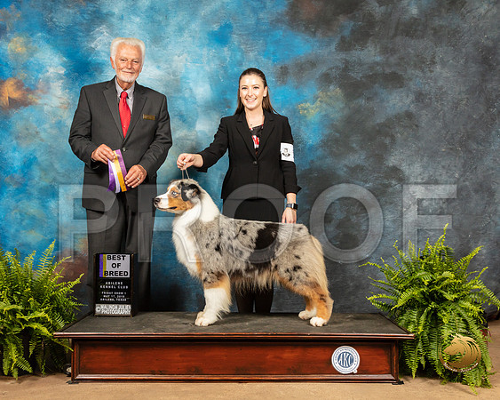 Australian Shepherd #10 Fri BOB Judge Houston Clark_SSR_7871_Ablne2019-HR
