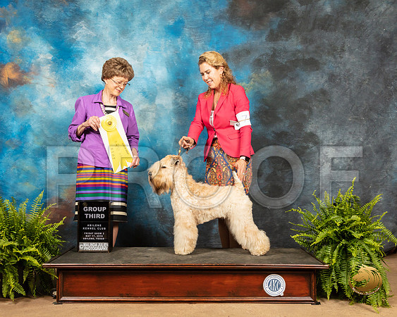 Soft Coated Wheaten Terrier #6 Fri G3 Judge Patricia Trotter_SSR_7882_Ablne2019-HR