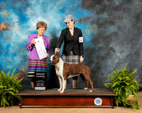 Staffordshire Terrier #6 Fri G4 Judge Patricia Trottter