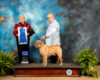 Chinese Shar Pei #5 Fri G1 Judge Toddie Clark