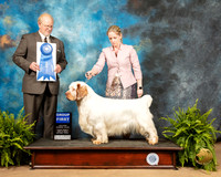 Clumber Spaniel #5 Fri G1 Judge Fred Hyer