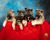 Norwegian Elkhound Kimberly Stopyak