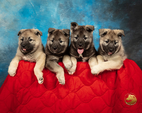 Norwegian Elkhound Kimberly Stopyak_SSR_7933_Ablne2019-HR