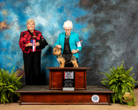 Norwich Terrier #10 Fri BOS Maj Judge Toddie Clark