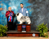 Shetland Sheepdog #9 Fri RBIS Judge Toddie Clark