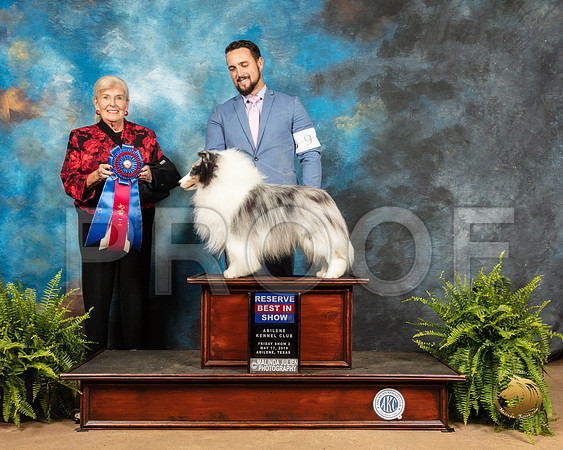 Shetland Sheepdog #9 Fri RBIS Judge Toddie Clark_SSR_7920_Ablne2019-HR