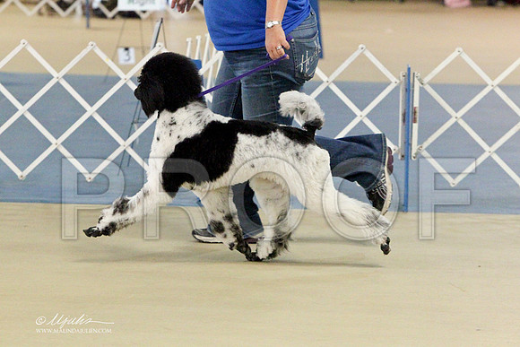 GunDogGrpFri-6877LR