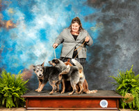 Australian Cattle Dogs Sherri
