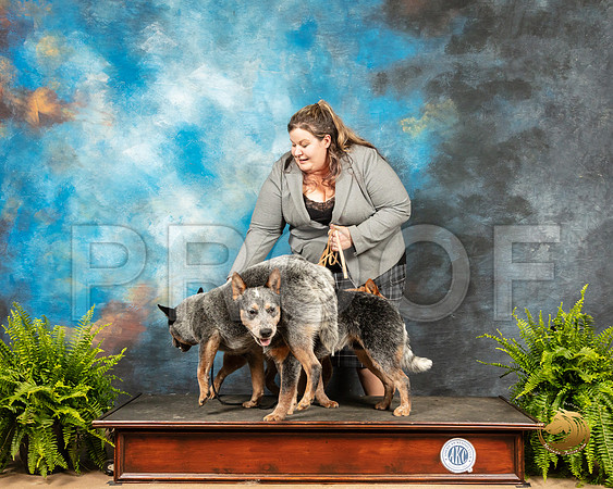 Australian Cattle Dogs Sherri_SSR_7951_Ablne2019-HR