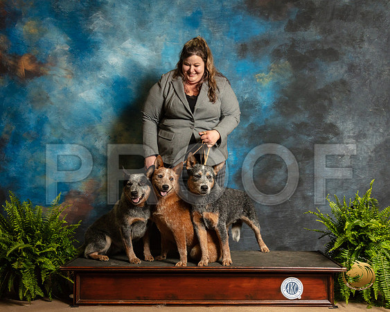 Australian Cattle Dogs Sherri_SSR_7954_Ablne2019-HR