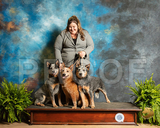 Australian Cattle Dogs Sherri_SSR_7955_Ablne2019-HR