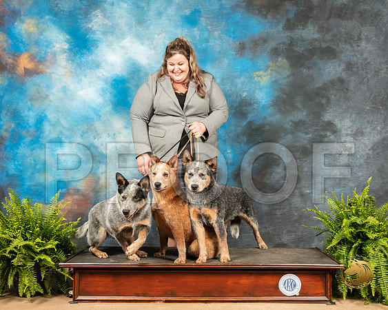 Australian Cattle Dogs Sherri_SSR_7956_Ablne2019-HR