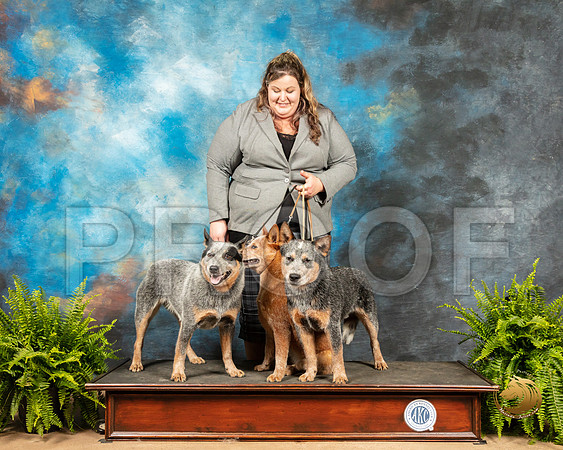 Australian Cattle Dogs Sherri_SSR_7957_Ablne2019-HR