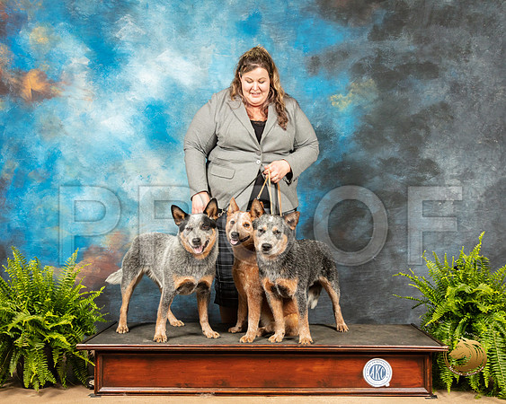 Australian Cattle Dogs Sherri_SSR_7958_Ablne2019-HR
